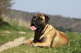 BULLMASTIFF 443